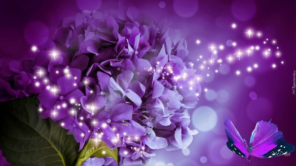 Красивый фиолетовый