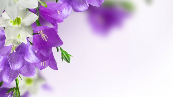 Сиреневый фон