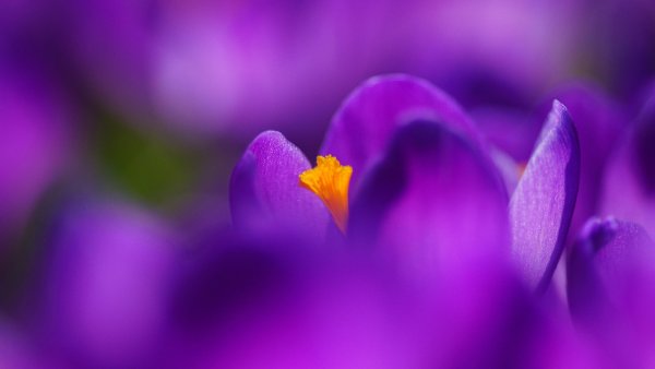 Фотообои с бабочками и цветами