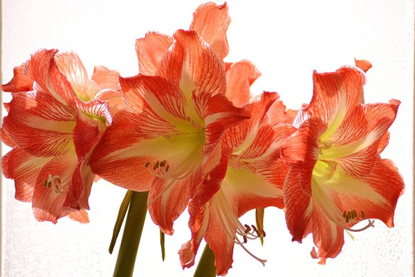 Гиппеаструм амариллис оранжевый