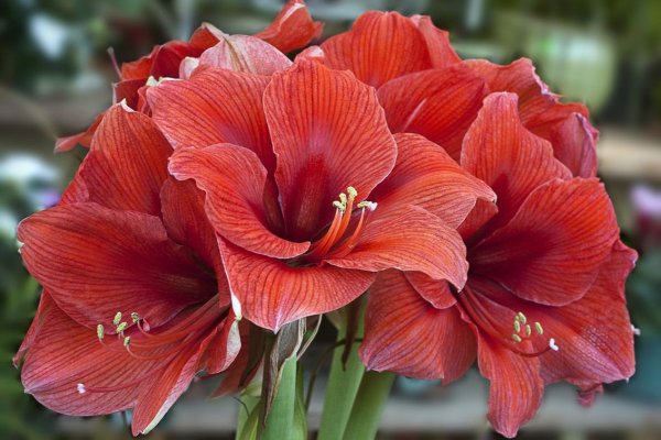 Амариллис цветок