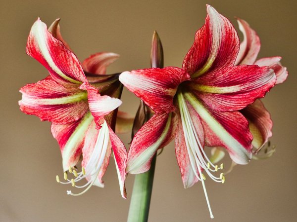 Цветок гиппеаструм амариллис