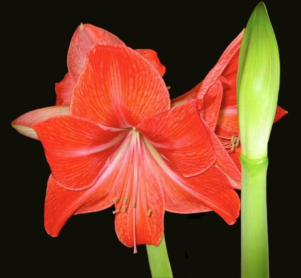 Цветок. Гиппеаструм