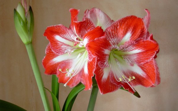 Гиппеаструм Валлота