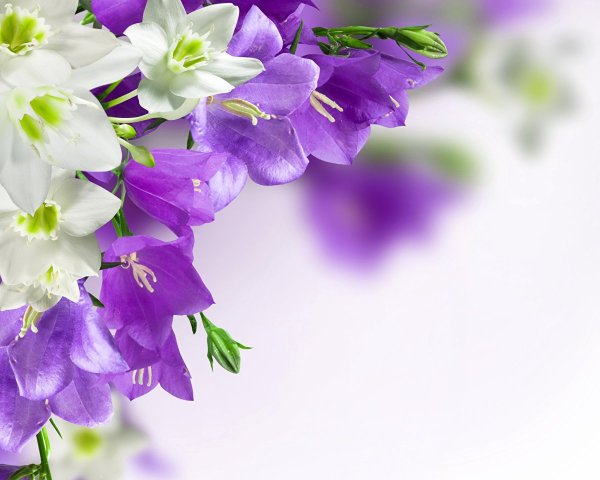 Анютины глазки сиреневые