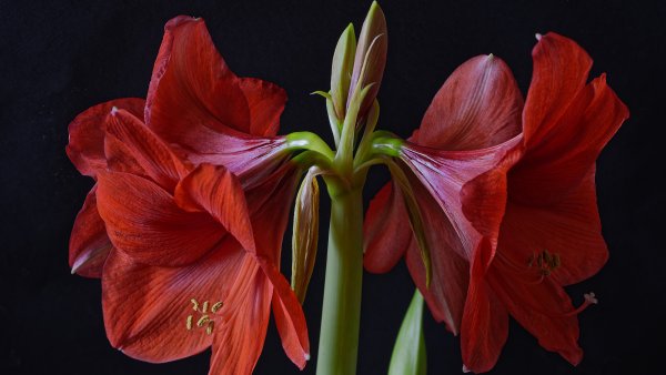 Цветок. Гиппеаструм