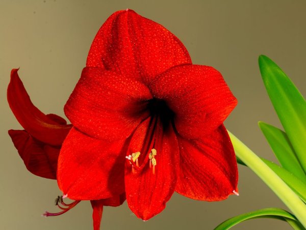 Амариллис цветок