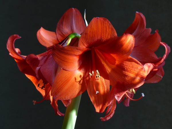 Амариллис беладонна