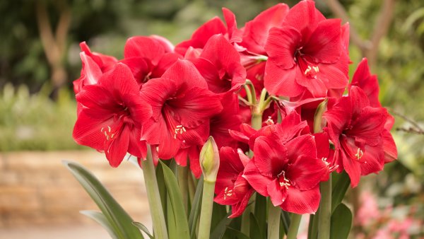 Амариллис красный