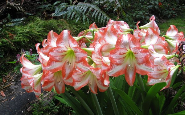 Амариллис цветок