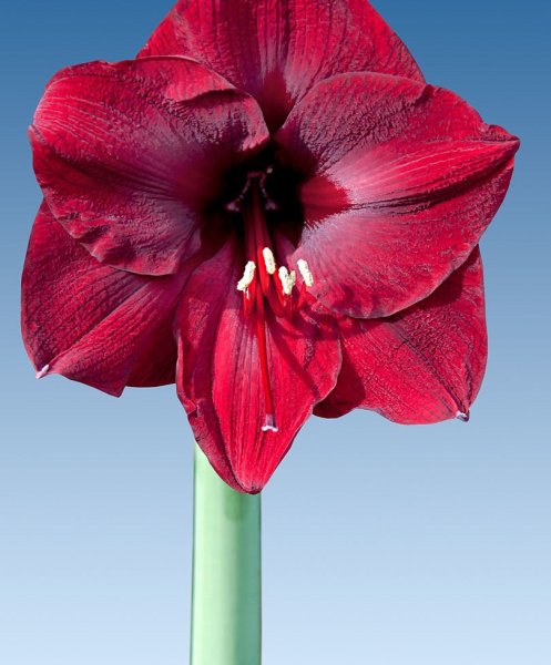 Амариллис цветок