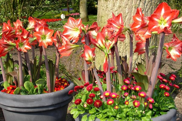 Амариллис цветок садовый