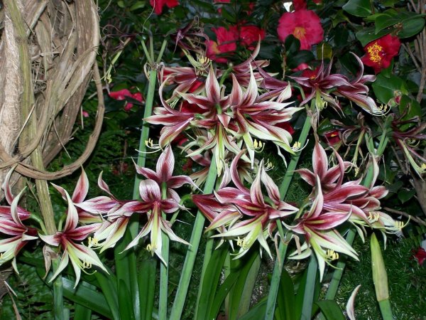 Hippeastrum miniatum