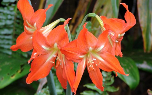 Гиппеаструм амариллис оранжевый