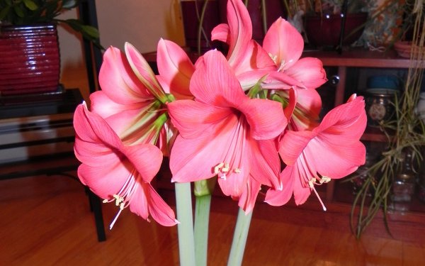 Гиппеаструм амариллис