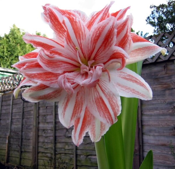 Тисенто Аморалис