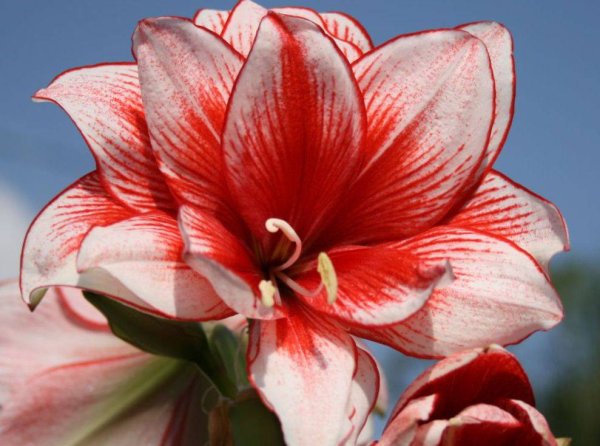 Луковичные комнатные цветы амариллис