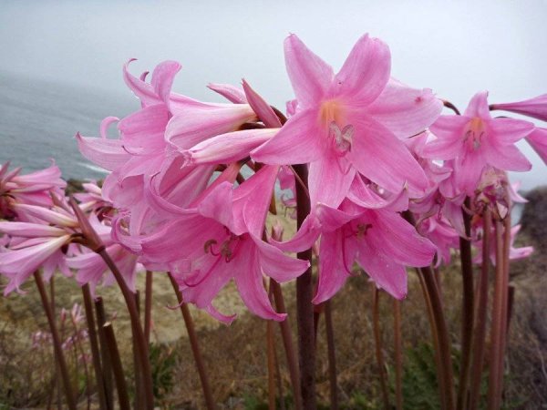 Амариллис белладонна