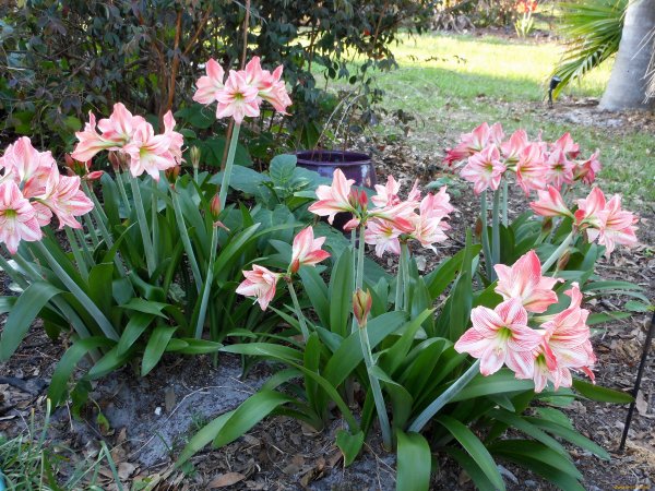 Лилия амариллис