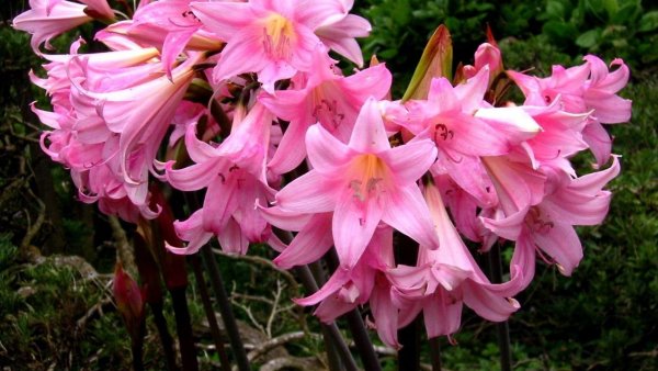 Амариллис белладонна садовый