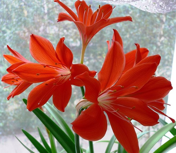 Гиппеаструм Валлота