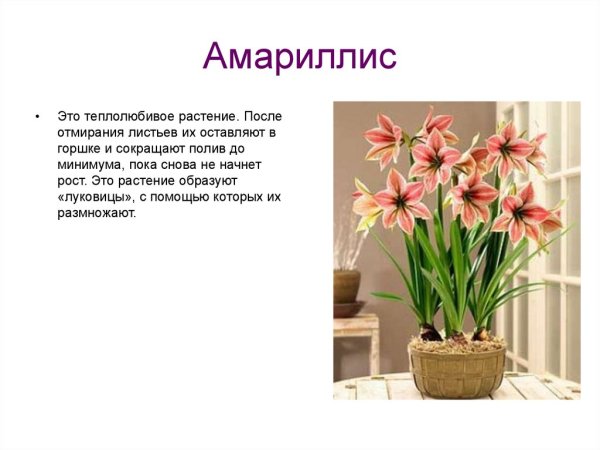 Кливия гиппеаструм , амариллис