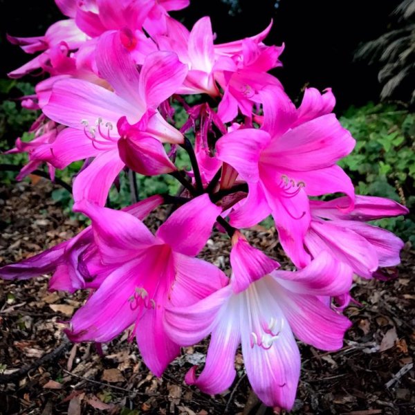 Цветы амариллис белладонна