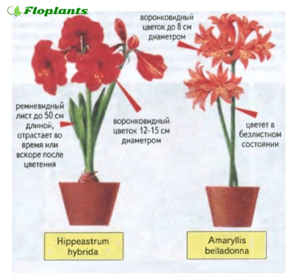 Амариллис и гиппеаструм отличия