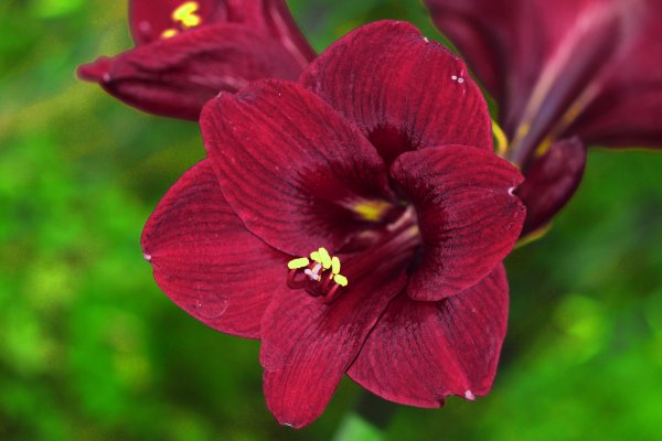 Бургунди в природе