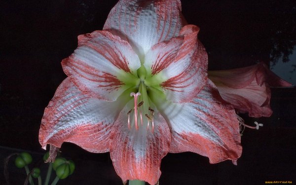 Амариллис (сорт ,Lemon Lime,)