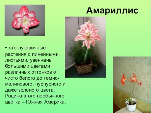 Гиппеаструм Родина растения