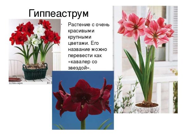 Гиппеаструм Родина