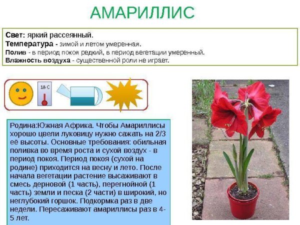 Паспорт цветка гиппеаструм