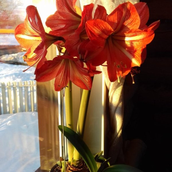 Аморалис вянет