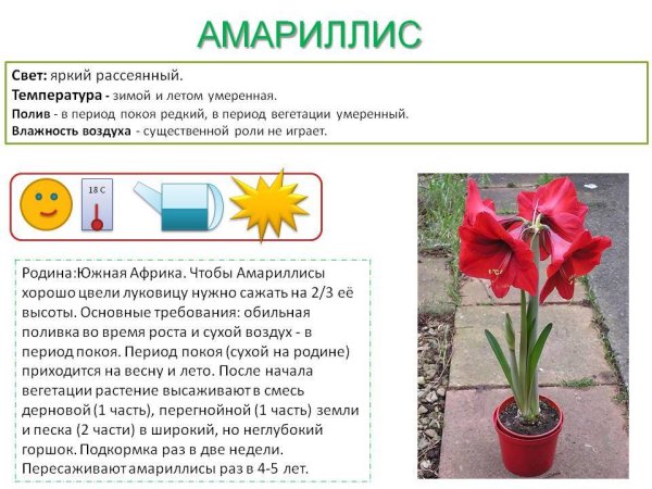 Паспорт комнатного растения гиппеаструм