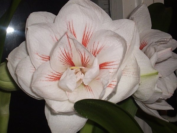 Гиппеаструм Акуаро