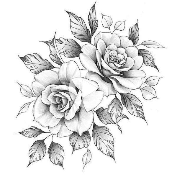 Цветы розы эскиз