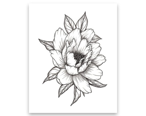 Пионы эскиз