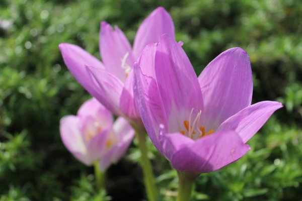 Безвременник цветок безвременник