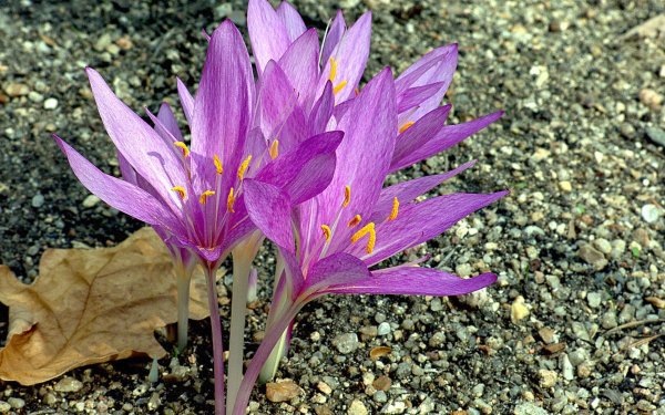 Колхикум(безвременник,осенний Крокус)