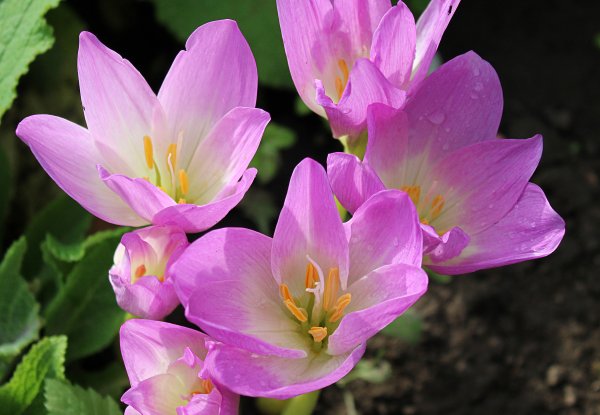 Безвременник Борнмюллера