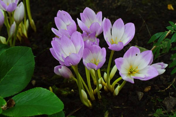 Колхикум безвременник