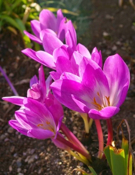 Колхикум безвременник