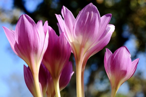 Колхикум безвременник