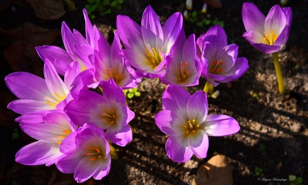 Колхикум безвременник