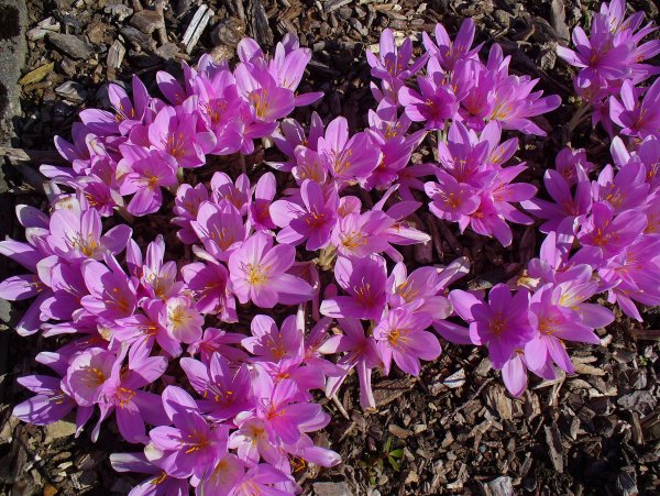 Крокус осенний безвременник