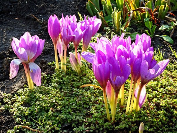 Безвременник осенний