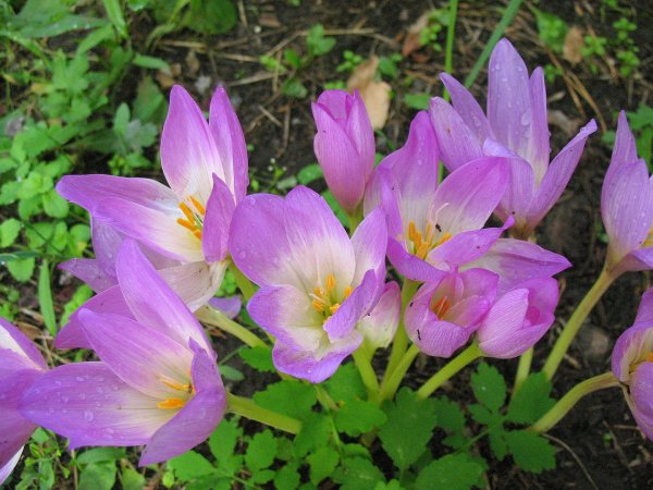 Безвременник осенний (Colchicum autumnale l.).