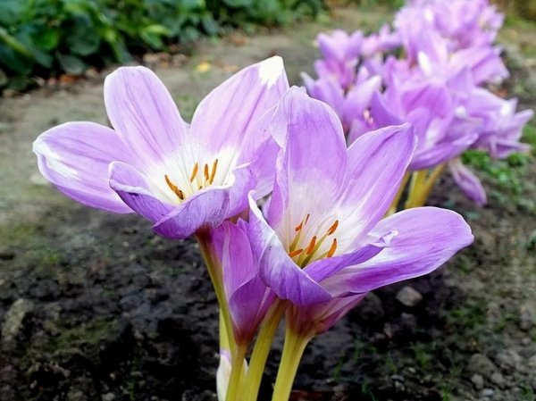 Колхикум безвременник