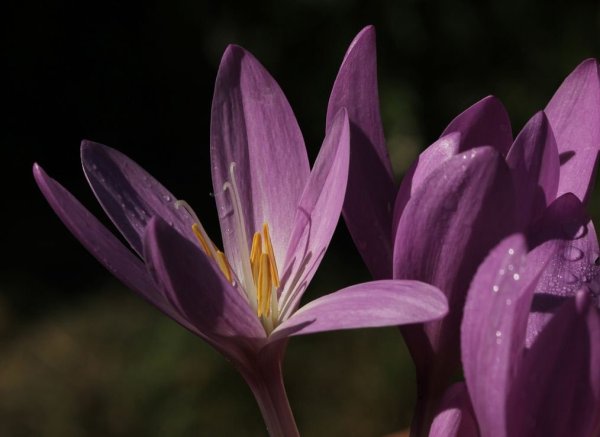 Колхикум безвременник